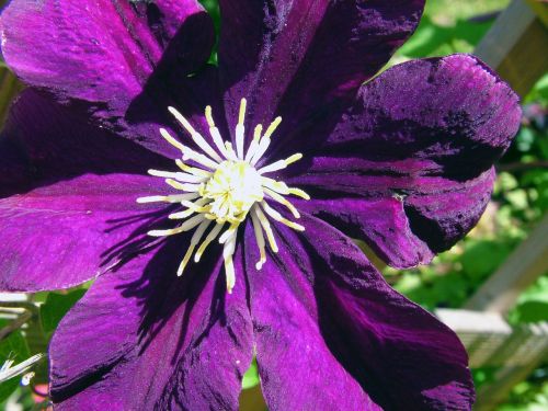 flower plant garden