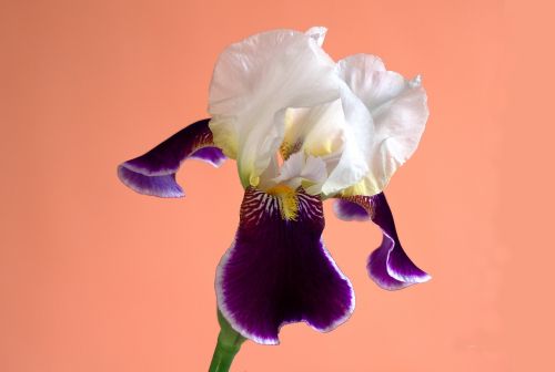 flower lily iris