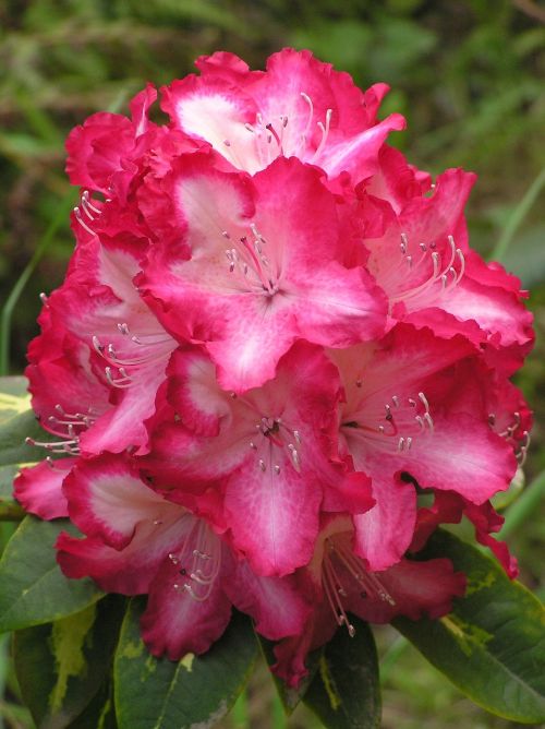flower rhododendron pink
