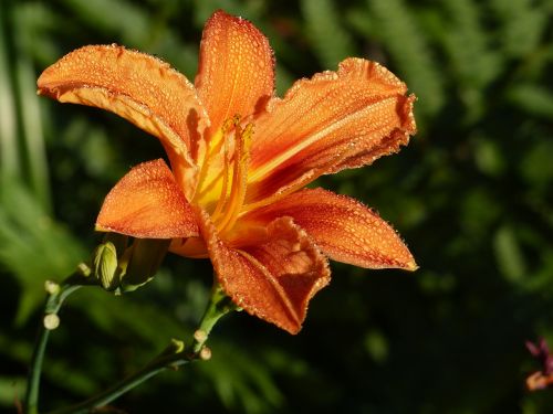 flower lily orange spring