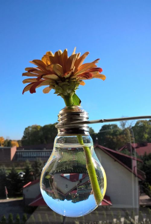 flower vase window