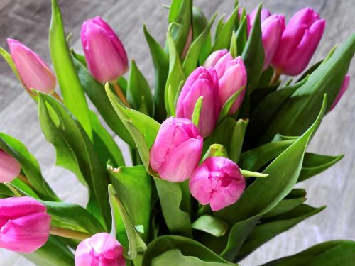 flower tulips blossom
