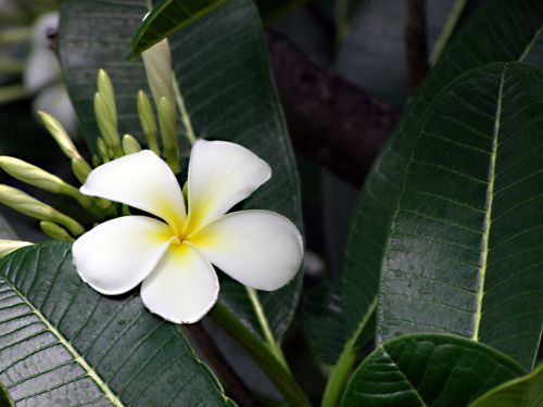 flower frangipani plumeria