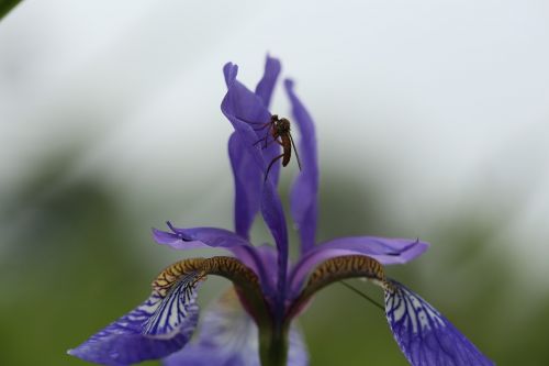 flower iris garden