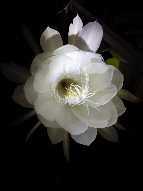 flower annual blossom white flower