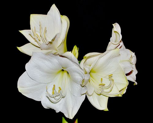 flower white amarylis