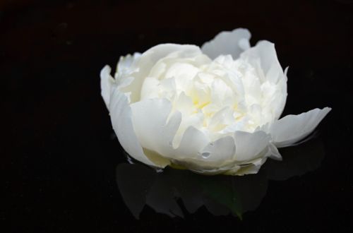 flower white surface