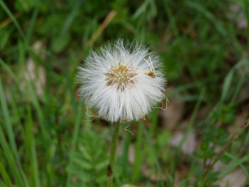 flower plant dandelion