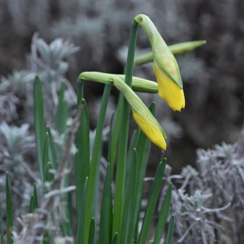 flower easter flower narcis