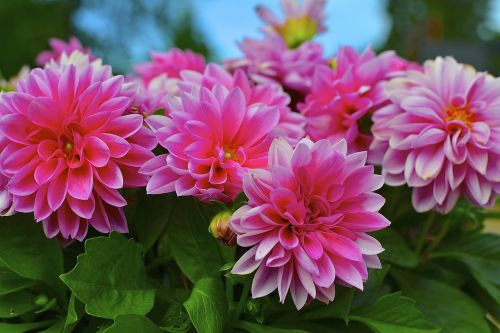 flower summer garden plant