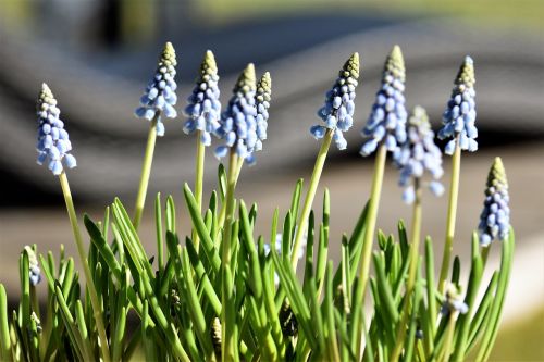 flower spring hyacinth