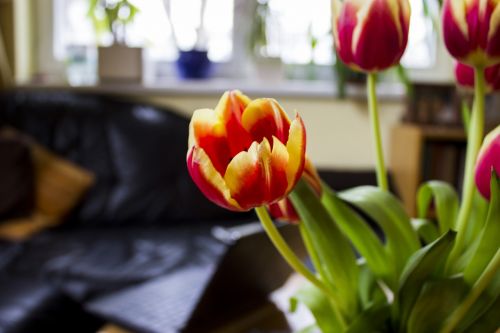 flower tulip flowers