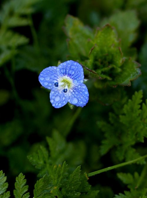 flower blue little