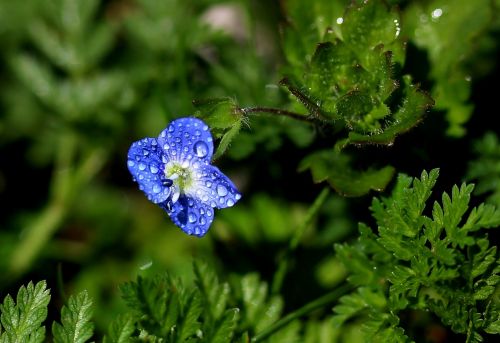 flower blue little