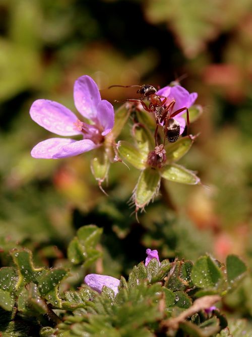 flower ant mov