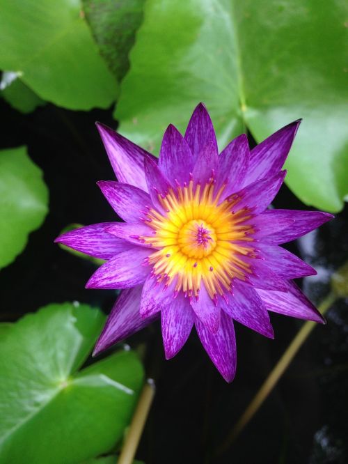 flower lotus violet