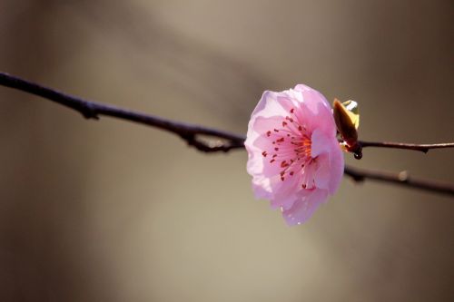 flower blossom floral