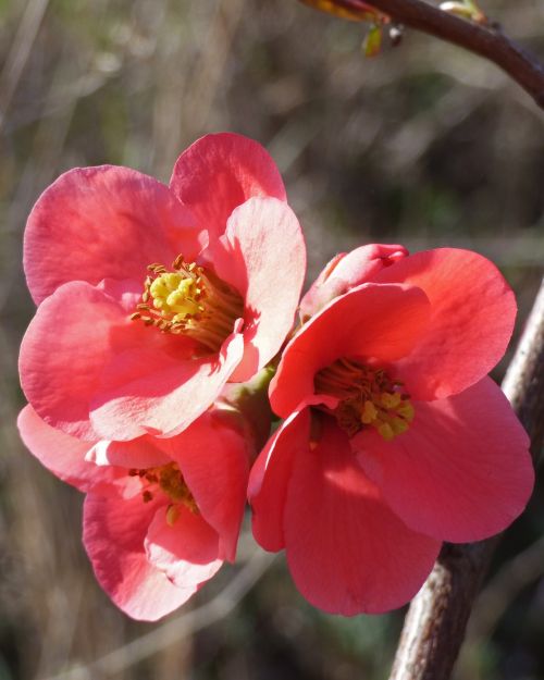 flower pink stamens