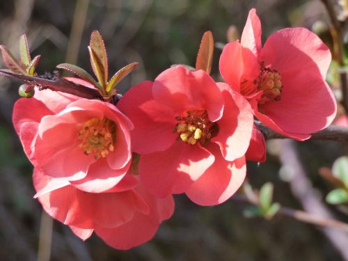 flower pink stamens