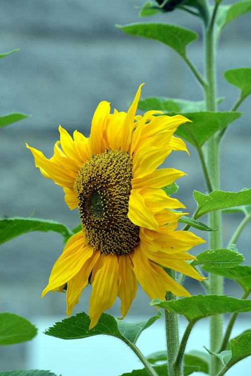 flower sunflower flora