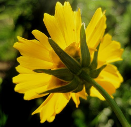 flower daisy yellow