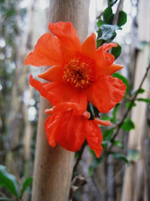 flower bloom orange