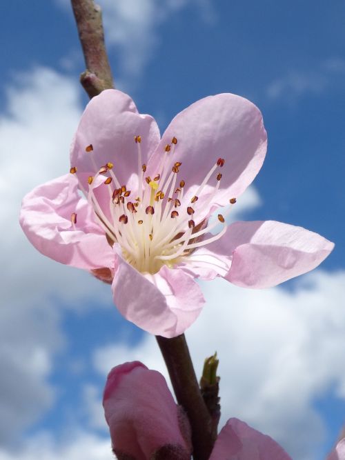 flower tree fruits flowering