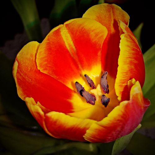 flower tulip close