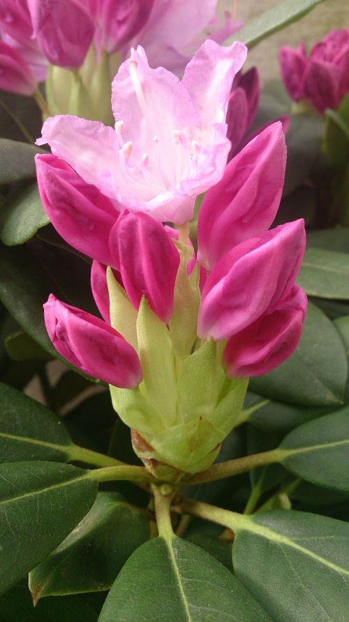 flower pink macro
