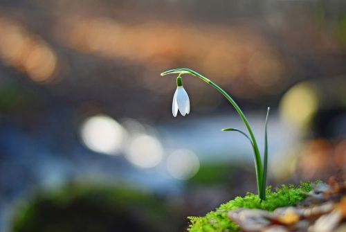 flower white snowdrop