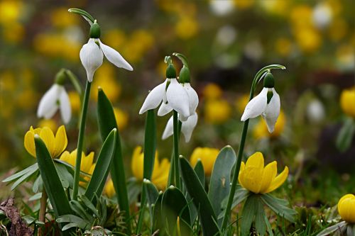 flower snowdrop galanthus