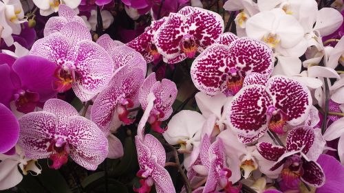 flower spring orchid