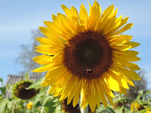 flower sunflower yellow