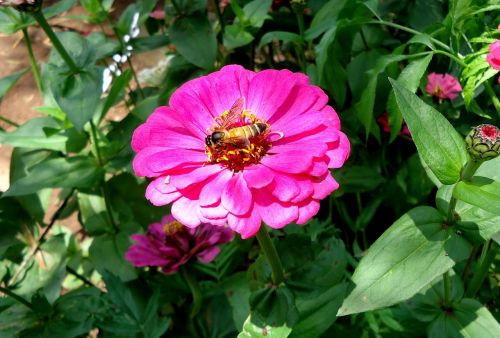 flower honey bee