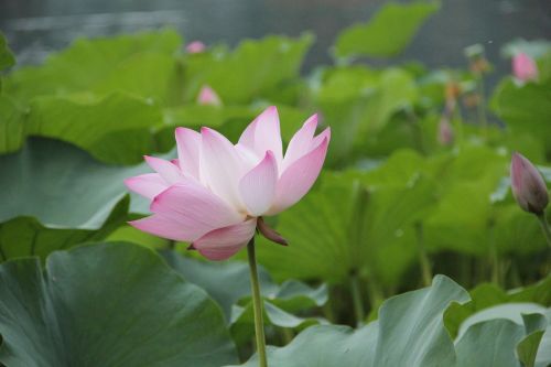 flower lotus aquatic plants