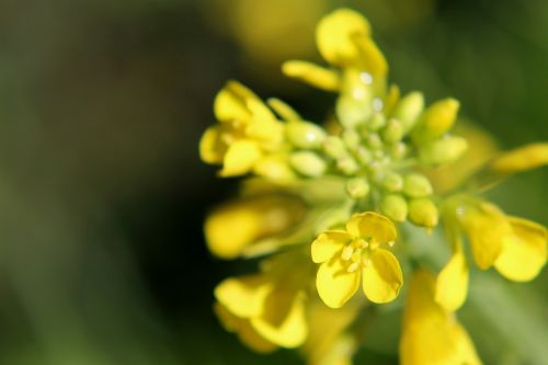 flower close-up floral