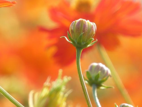 flower bud hope