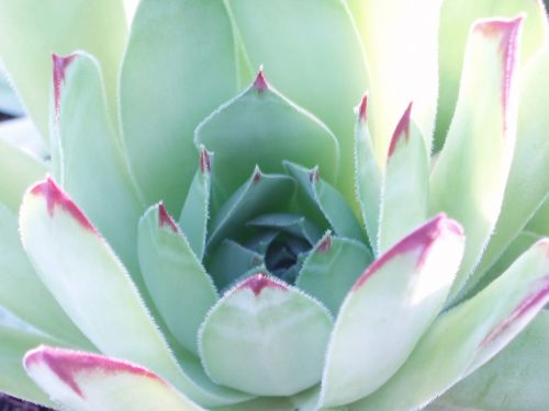 flower cactus spring