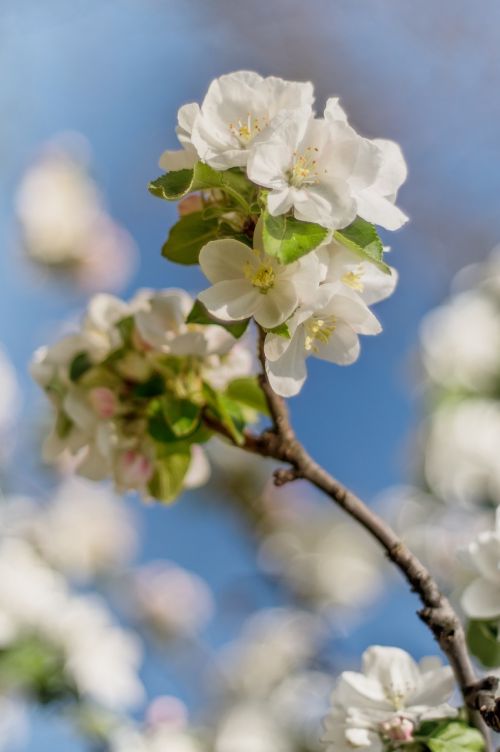 flower spring spring flower