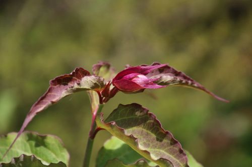 flower leaves foliage