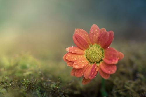 flower macro bokeh