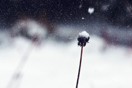 flower snow winter
