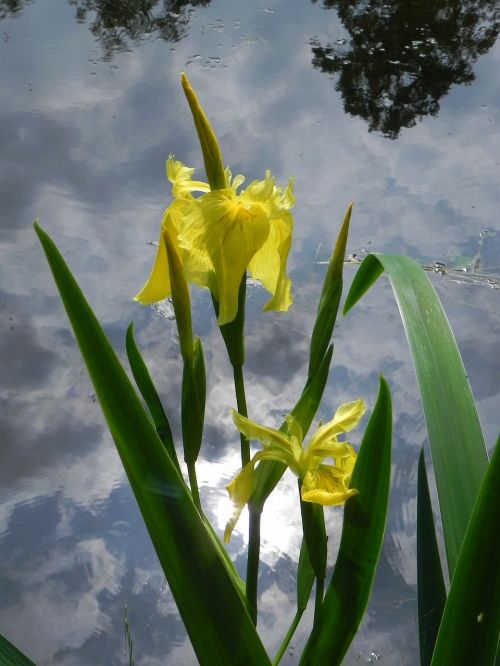 flower iris garden