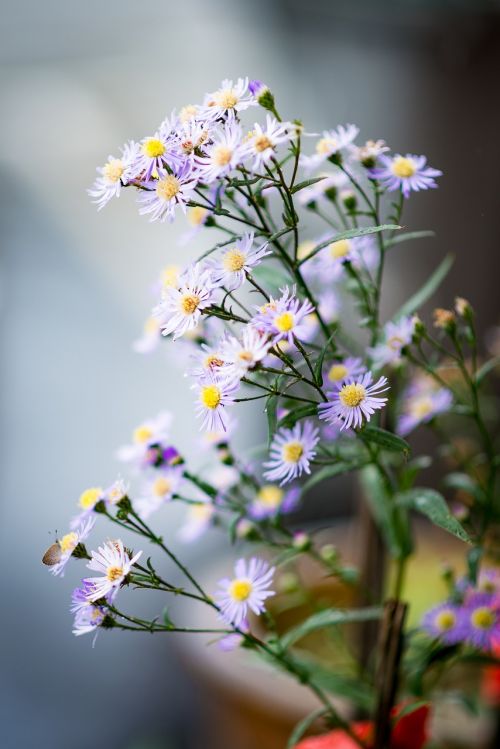 flower plant beautiful