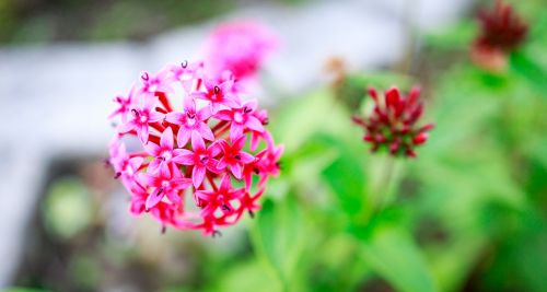 flower nature plant