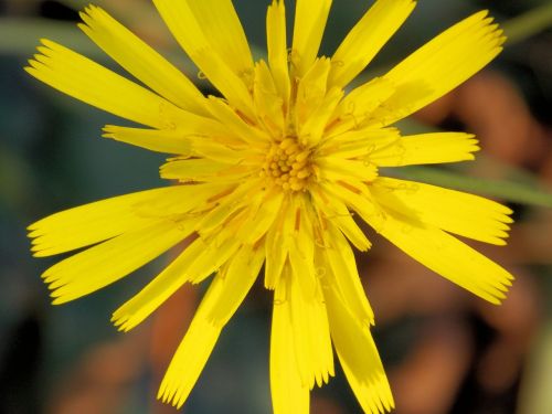 flower macro spring