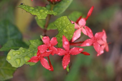 flower ixora nature