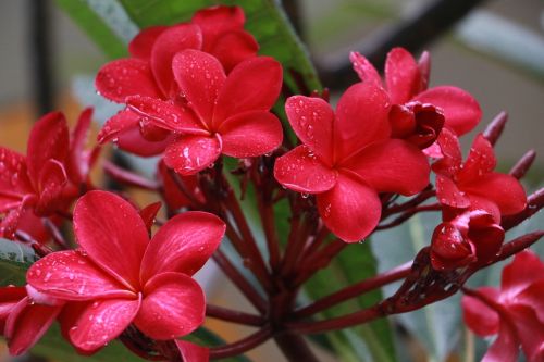 flower flora red