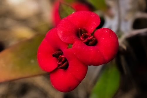 flower red garden