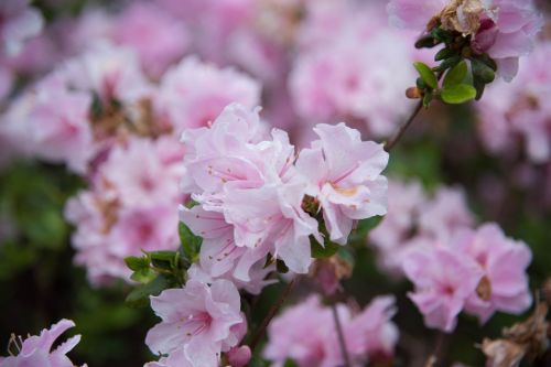 flower spring flowers